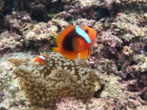 石垣島旅行、最終日はやっぱりシュノーケル