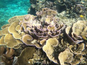 快適シュノーケリング！晴れの石垣島！水中世界を満喫