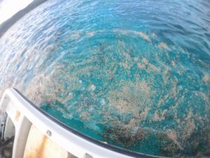 海が荒れる前にシュノーケリング！そしてポイントに軽石！