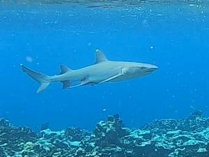 シュノーケリングの危険生物　サメ