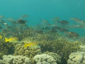 ぶらり一人旅！石垣島、最終日はシュノーケリングと焼き肉ランチ！