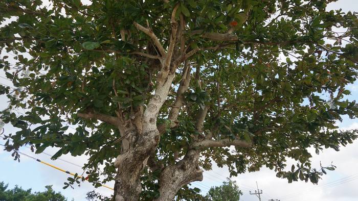 大きなモモタマナの木は
