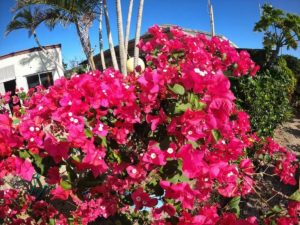 じっちゃんちと戯れる休日でした