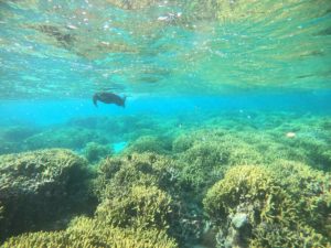 少人数シュノーケリングのメリット、リクエストでポイントチョイス♪