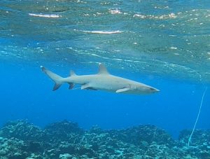 【石垣島】水中の危険生物！シュノーケリング中にサメ、クラゲ。大丈夫!?