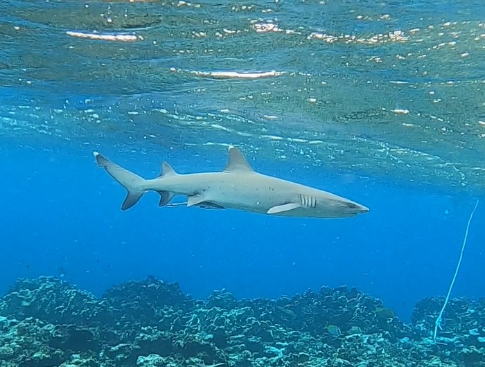 危険生物サメ、ネムリブカ