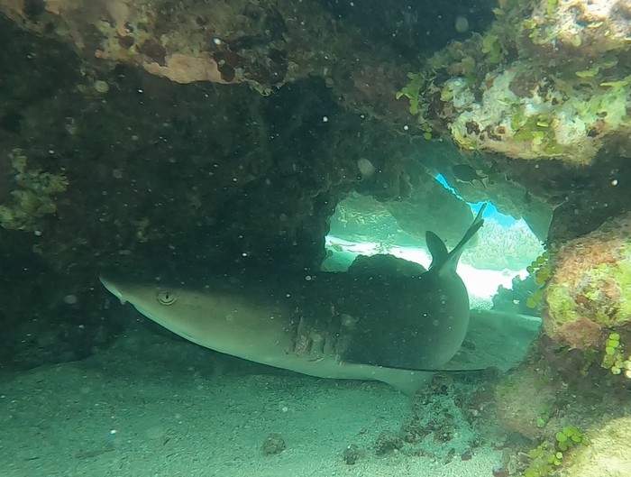 危険生物のサメ、ネムリブカ