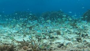 石垣島旅行最終日、シュノーケリングで産卵観察♪