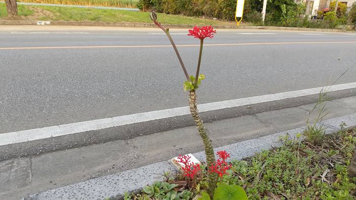 歩道のサンゴ花