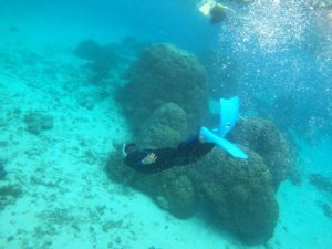 雨の石垣島！雨でもエメラルドグリーンは健在の水中世界です！スキンダイビングも楽し！