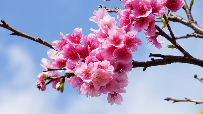 サクラは開花しはじめている石垣島です。