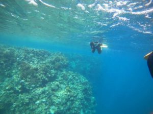 マンタの次！リクエストはサメ！ネムリブカ！危険生物？