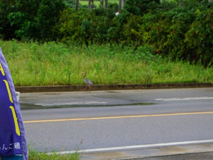 車道を横断しているシラサギ