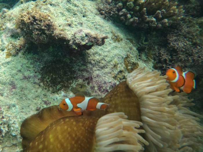 カクレクマノミさんを見ると