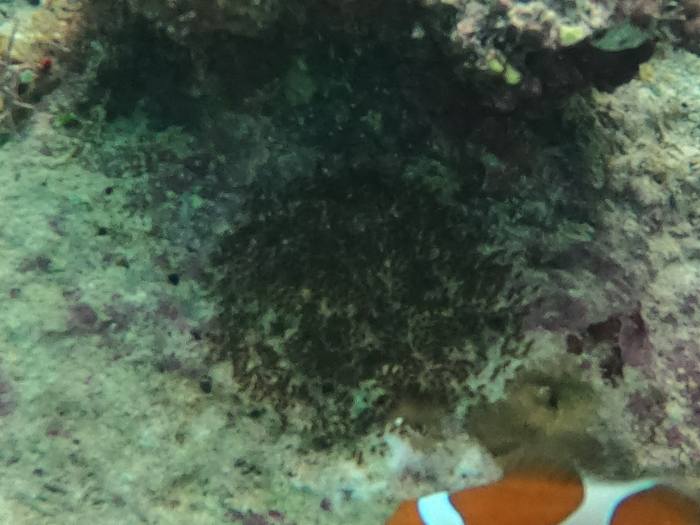 カクレクマノミの卵