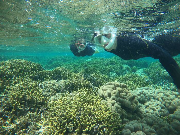 サンゴびっちりコース