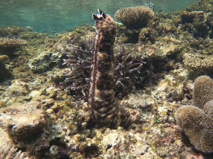 クロテナマコの産卵