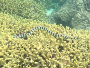 初心者さんもベテランさんも距離置くウミヘビさん登場！