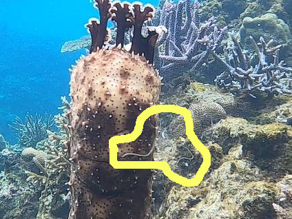 クロテナマコの産卵