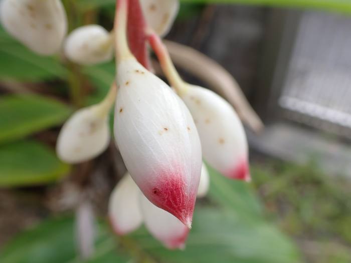 ゲットウのつぼみ