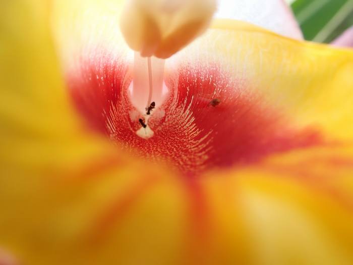 その花の中身は