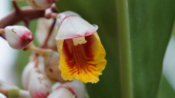 開花するとこんな様子