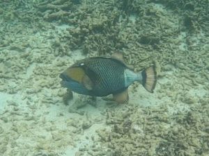 シュノーケリング初心者さんからベテランまで♪