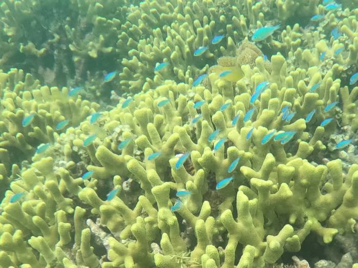 サンゴの上を群れる幼魚