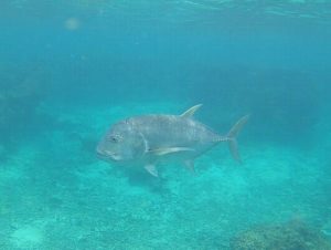 BigBossの登場！ネムリブカにロウニンアジ！大物楽しんだシュノーケリング！