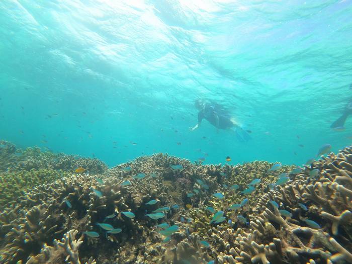 サンゴを楽しんで頂きました