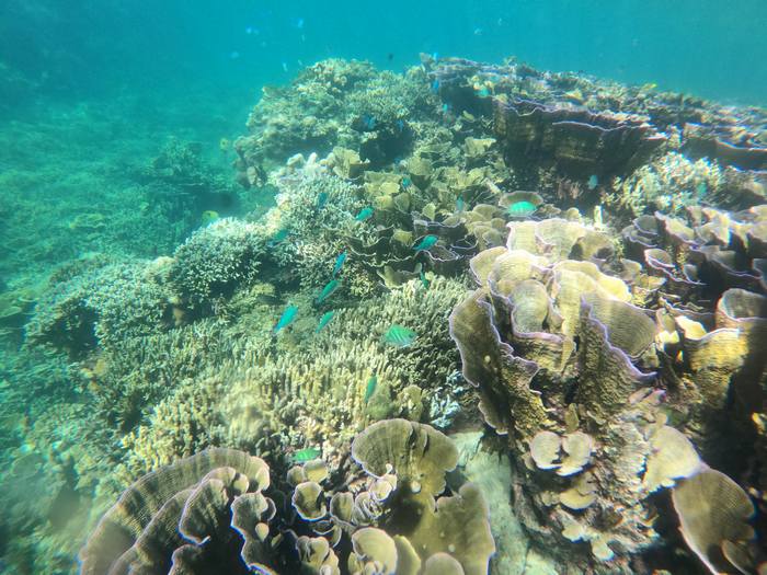 サンゴとお魚さん近いです。