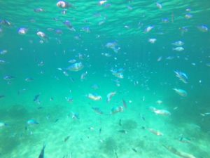 石垣島は何回潜っても楽しい！連日シュノーケリング三昧の皆さん♪