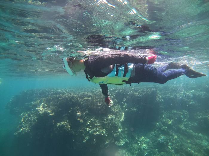 クマノミ好き奥さん