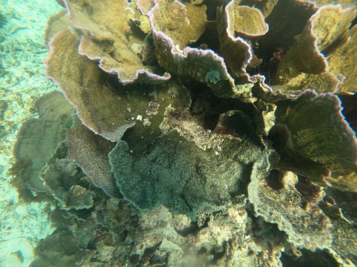 チヂミウスコモンサンゴにテルピオス海綿