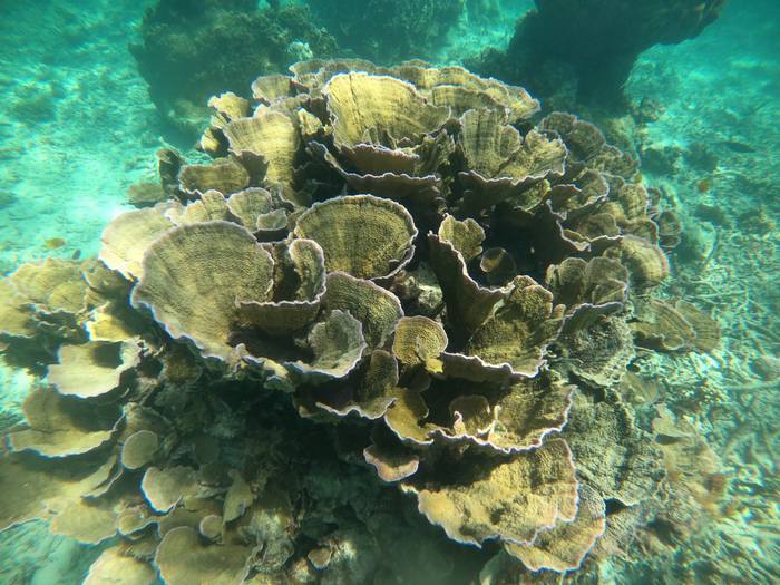 チヂミウスコモンサンゴ