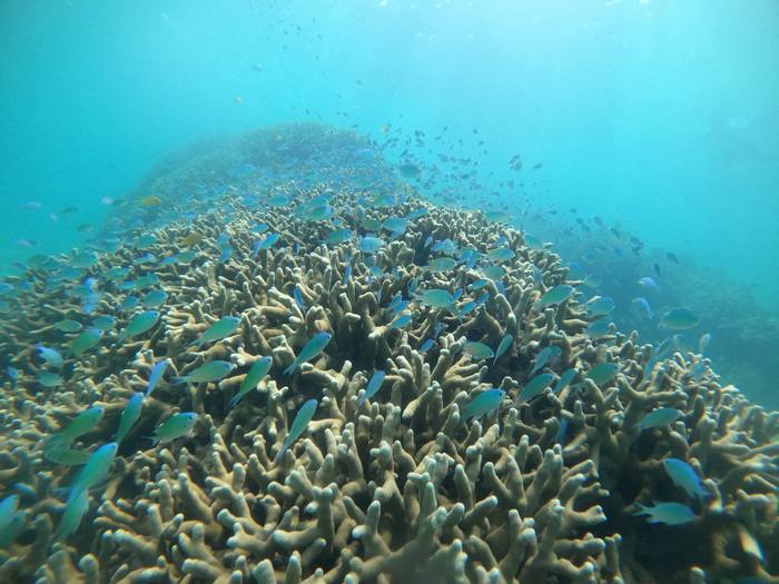 ゆったり泳ぐデバスズメダイ