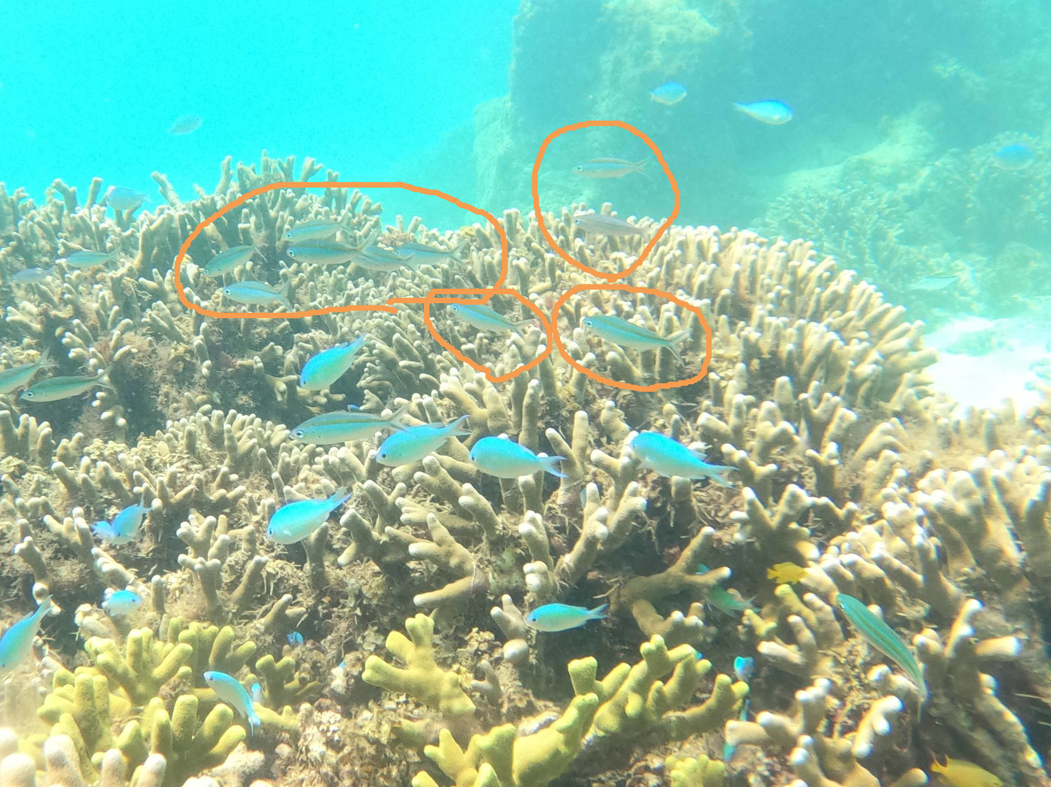 グルクンが混じっています