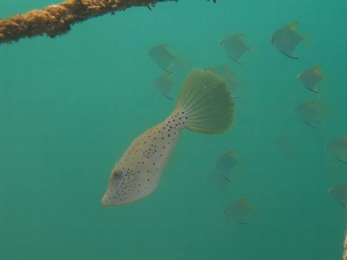 ソウシハギがかくれんぼ