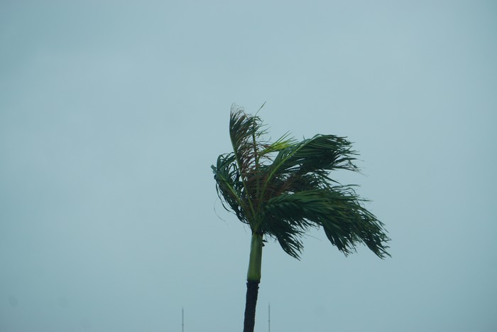台風前のヤシの木