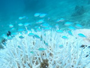 サンゴの白化と待望の台風。2022年8月石垣島の様子