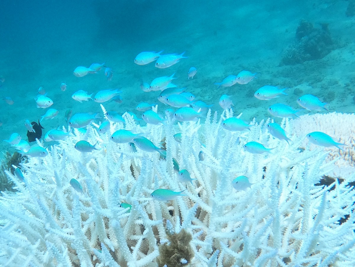 2022年、石垣島サンゴの白化