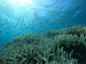 波はあれど水中世界は竜宮城！サンゴとお魚さんを楽しんだシュノーケリングツアー！