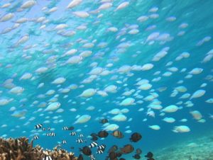 石垣島旅行最終日はやっぱりシュノーケリング！