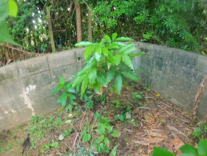 ライチの木、何気にしっかり成長中
