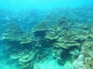 石垣島旅行、最後の海！リクエストはスキンダイビングです！