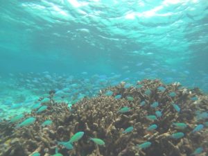 雨どんとこい！石垣島の水中世界は今日もクリアブルー！