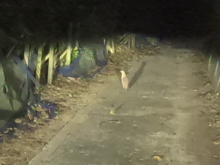 急いでいる時に限ってミゾゴイ