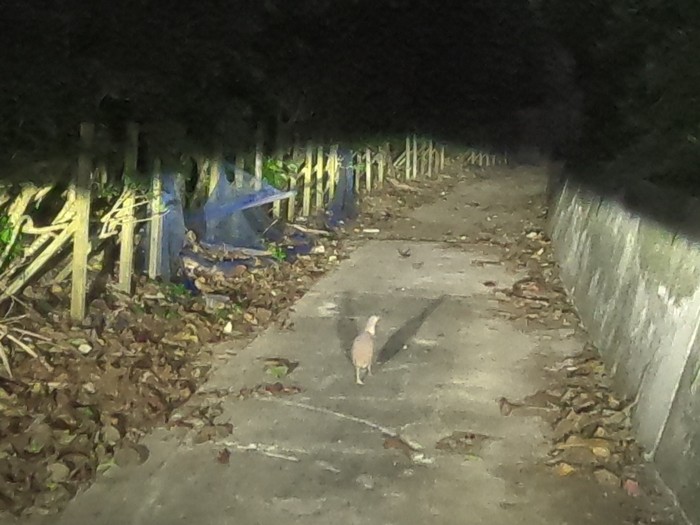 車と同じ方向に逃げるミゾゴイ