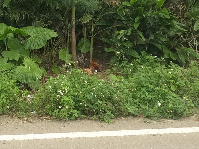 やぶの中には鶏さん