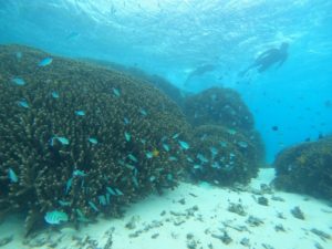 パラフルフィンキックがうなる♪強い流れは体育会シュノーケリング！